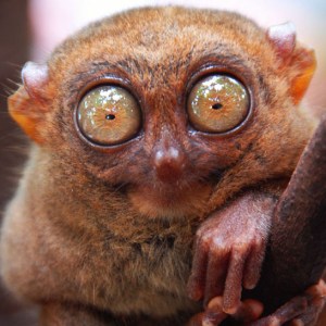 Philippine Tarsier